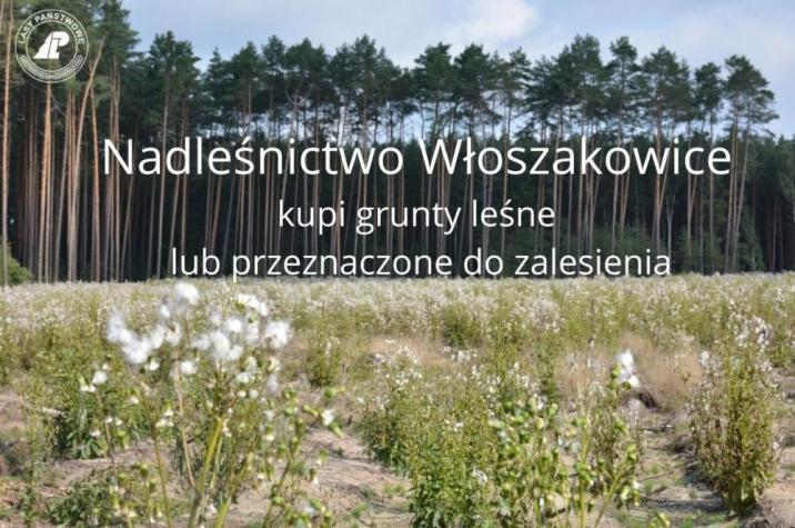 Nadleśnictwo Włoszakowice kupi grunty - w tle las