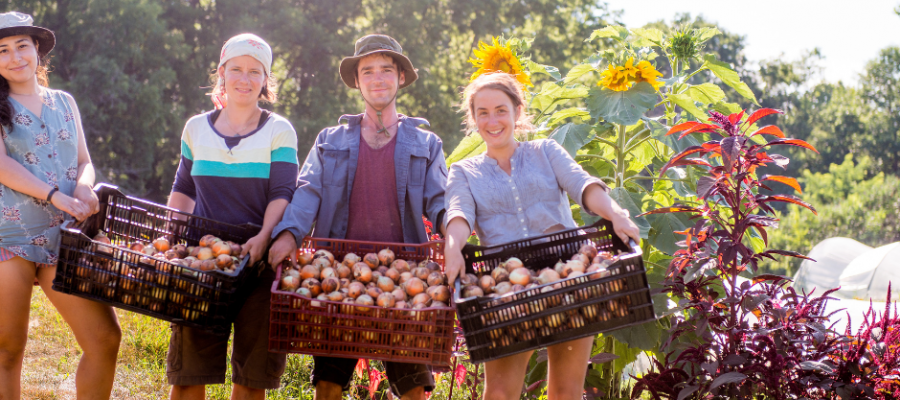 Zdjęcie 4 ludzi trzymających skrzynki z cebulą z tyłu widać słoneczniki&nbsp;