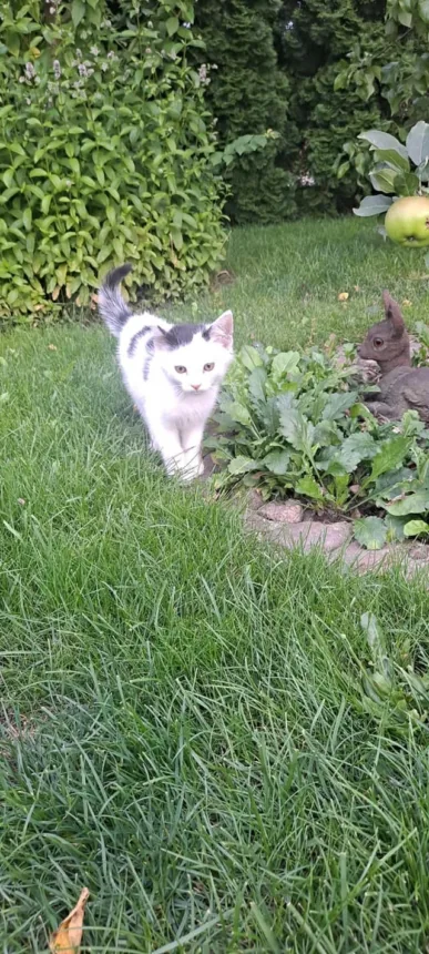 Na zdjęciu czarno biały kot idący po trawie