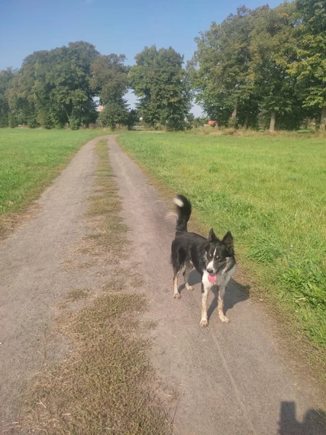 Na zdjęciu czarno biały pies stojący na drodze w Parku Rodzinnym w Święciechowie. W tle widać drzewa